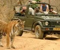 野生动物和旅游业