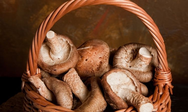蘑菇收获